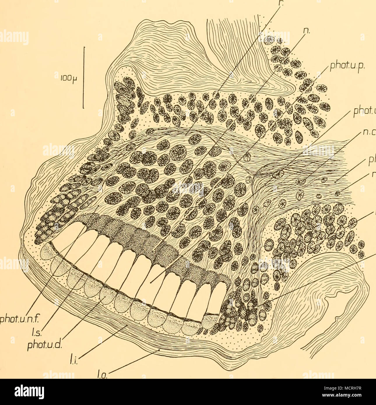 . Phot aggiungi. n.conn.t phot nv. n.ngl n.chit.ep. n.r.c. Fig. 24. Parte di una sezione trasversale attraverso l'addome di Systellaspis affiiiis per mostrare la stnicture del uropod photophore. Di Mallory macchia tripla. /./. Strato interno della lente; l.o. strato esterno della lente; l.s. a forma di lente setto estendentesi attraverso fotogenico unità; ". uno di un numero elevato di zone densamente impaccati nuclei giacente all'interno del riflettore fibroso; n.chit.ep. Nucleo di epitelio chitogenous; n.conn.t. il tessuto connettivo nucleo; n.ngl. neuroglia nucleo; n.r.c. nucleo della cellula che produce lo strato riflettore; phot.nv. coraggio di photophore; phot.u Foto Stock