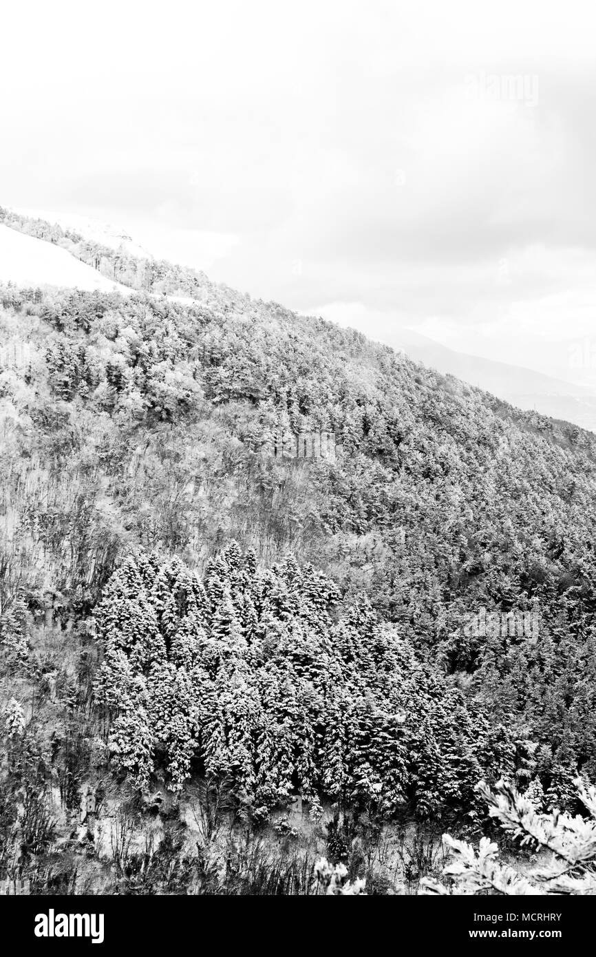 Vista aerea di alberi coperti di neve in una foresta, sul lato di monte Subasio (Umbria), la creazione di un tipo di tessitura astratta Foto Stock