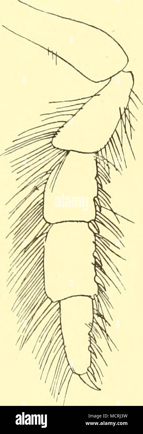 . Fig. 64. Fig. 63. Euridice rotundicauda Norman. (Nach Norman). Fig. 62. Kopf von oben. " 63. Siebenter Cormopod. " 64. Letztes Abdominalsegment und Uropoden. Uropoden länger als das Telson und ein Stück über dessen Ende hinaus- ragend; der innere sowie der äußere Ast tragen zwei kleine Enddornen, die zwischen den befransenden Borsten versteckt sind. Diese Art ist von anderen Arten des Genus unterschieden durch das Nord. Il plancton. VI 14 Foto Stock