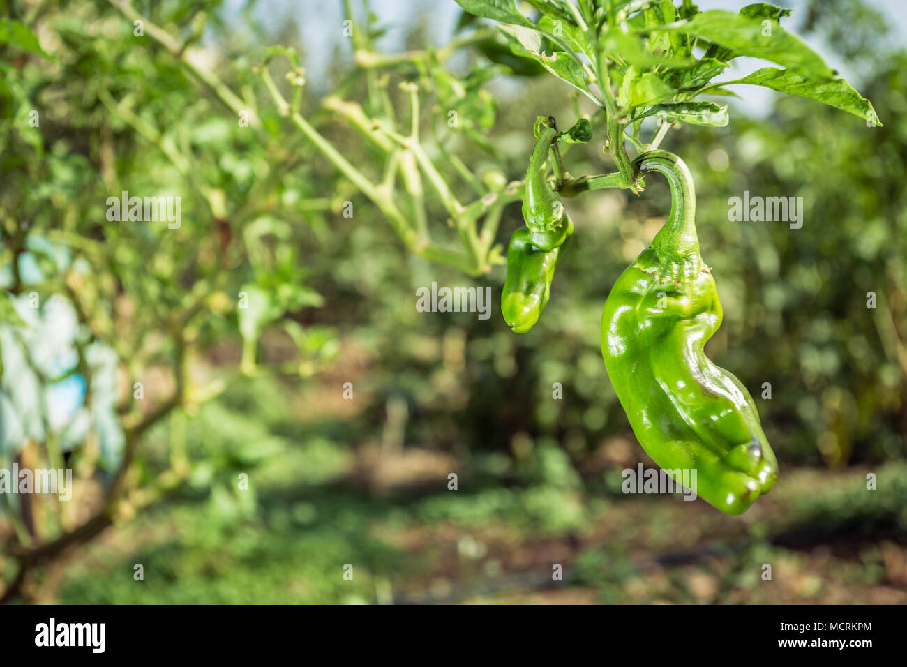 Peperoni Verdi in crescita in un orto Foto Stock