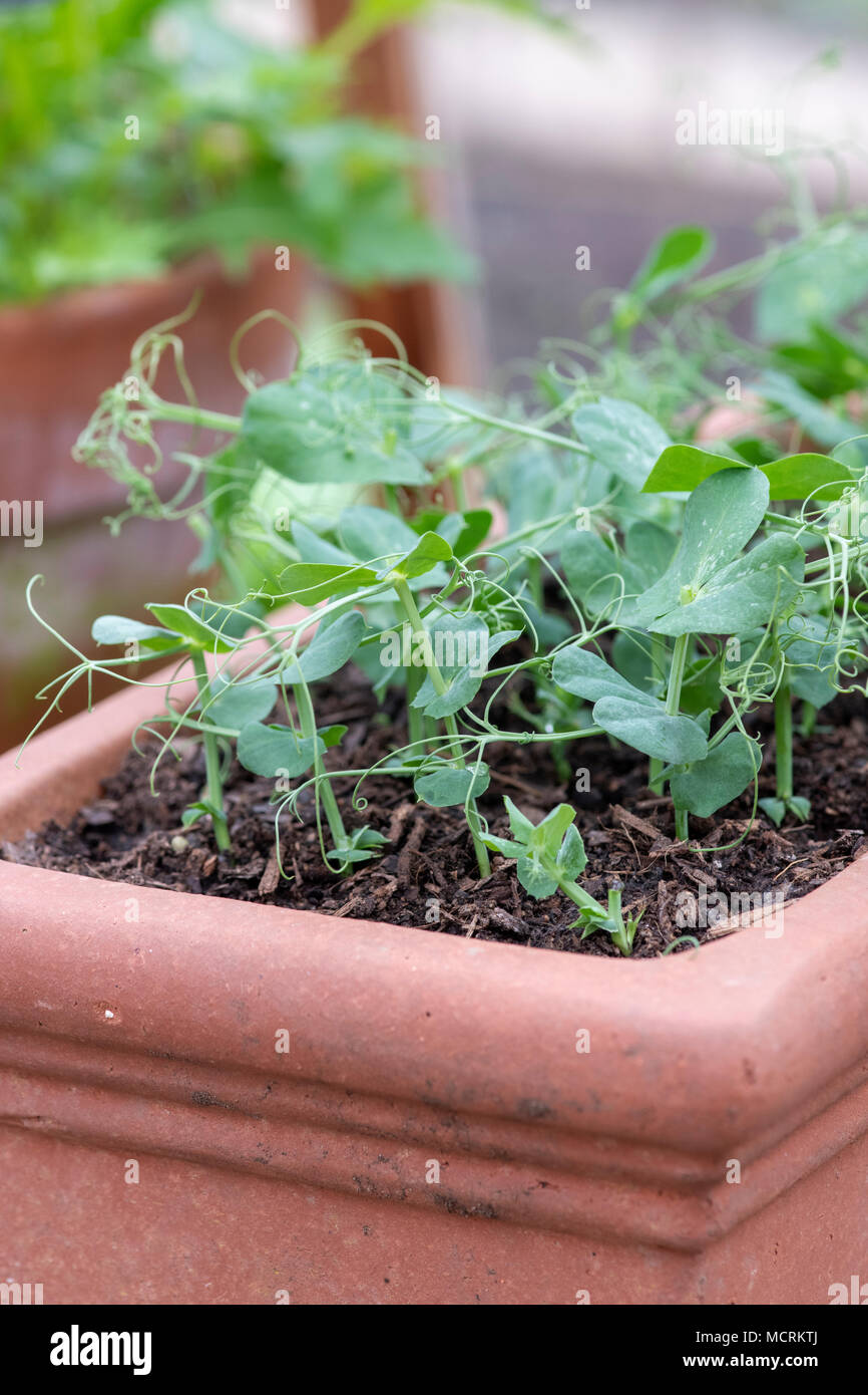 Pisum sativum. Foglie di insalata di germogli di pisello 'Unisci' cresce in una pentola di vegetali all'interno di una serra. Regno Unito Foto Stock