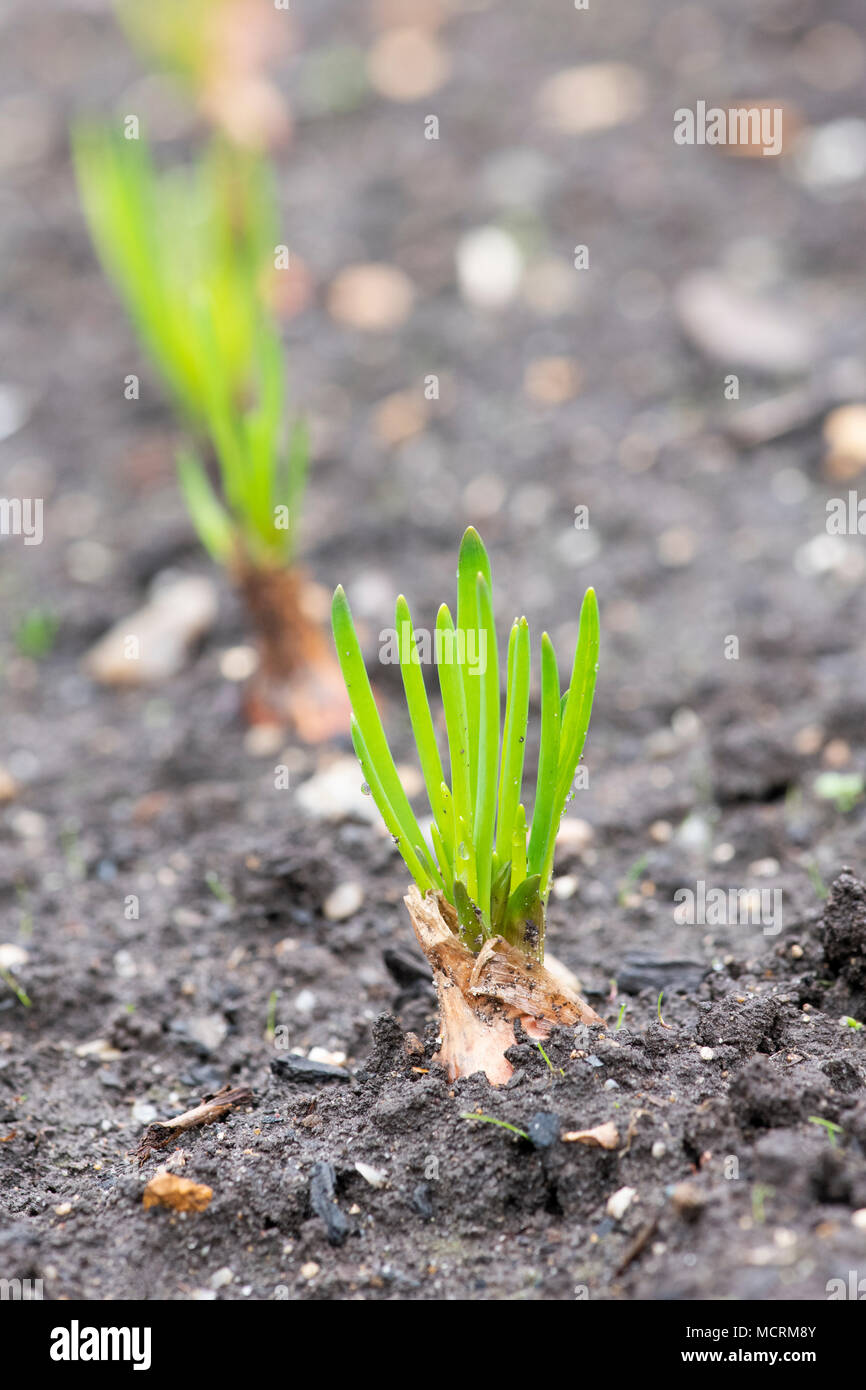 Allium cepa. I giovani lo scalogno Vigarmor pianta che cresce in un orto in inizio primavera. Regno Unito Foto Stock