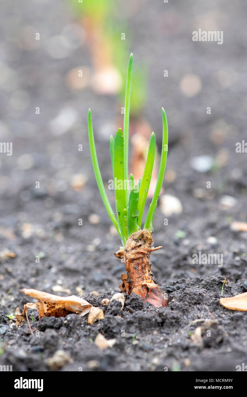 Allium cepa. I giovani lo scalogno Vigarmor pianta che cresce in un orto in inizio primavera. Regno Unito Foto Stock