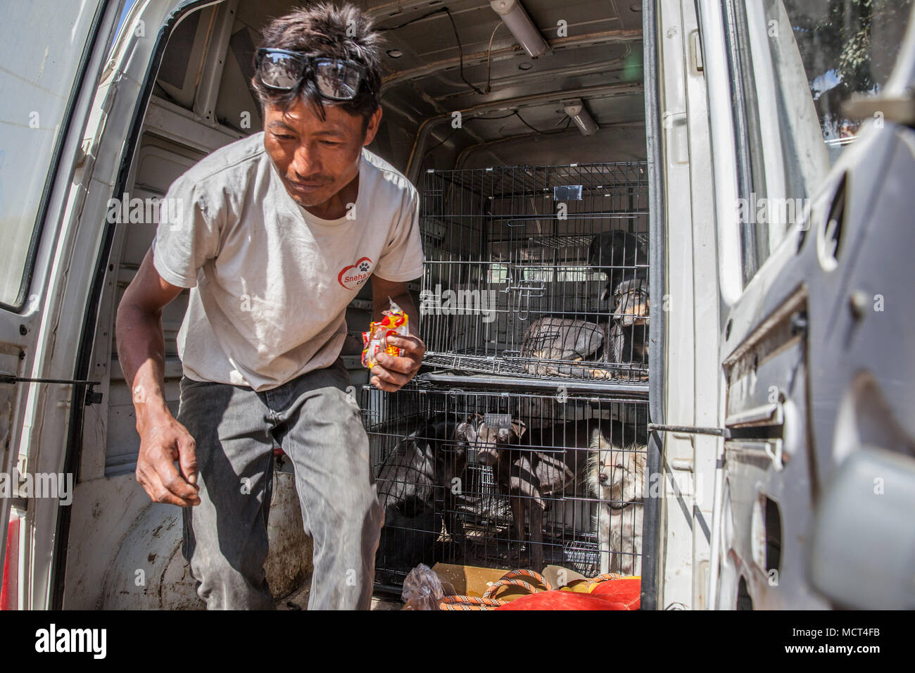 Volunteer il trasporto di feriti e abusato di cani al veterinario facility, Patan Bagmati, Nepal Foto Stock