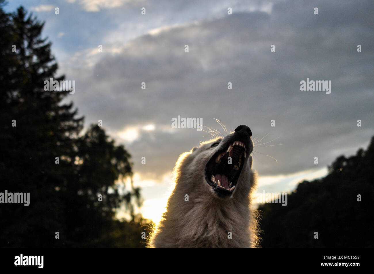 Maschio bianco Wolf urlando in una foresta tedesca che mostra denti un cercando scary Foto Stock