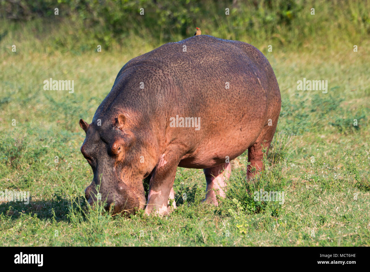 Close up di ippopotamo pascolo a lago Kariba, Zimbabwe Foto Stock