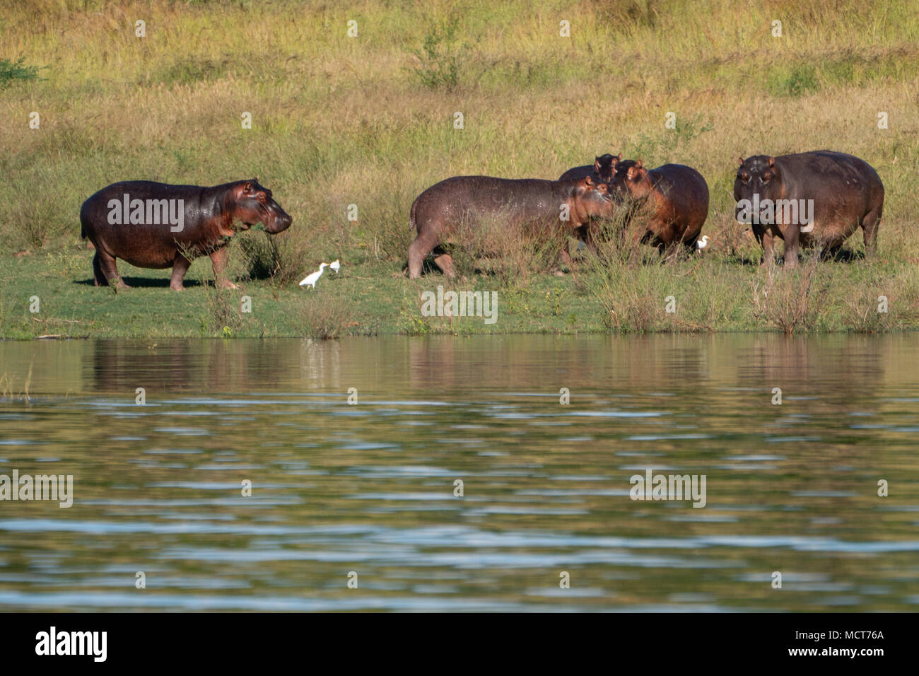 Una mandria di ippopotamo pascolo a lago Kariba, Zimbabwe Foto Stock