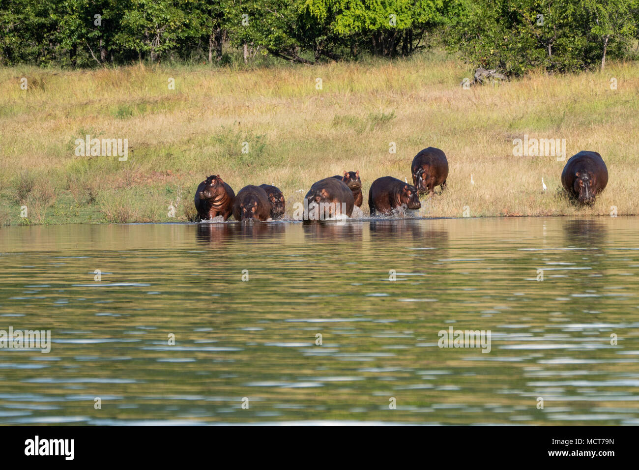 Una mandria di ippopotamo pascolo a lago Kariba, Zimbabwe Foto Stock