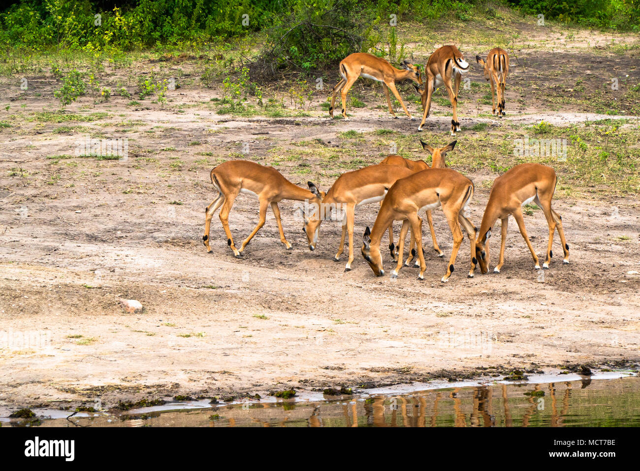 Impala presso il lago Kariba, Zimbabwe Foto Stock