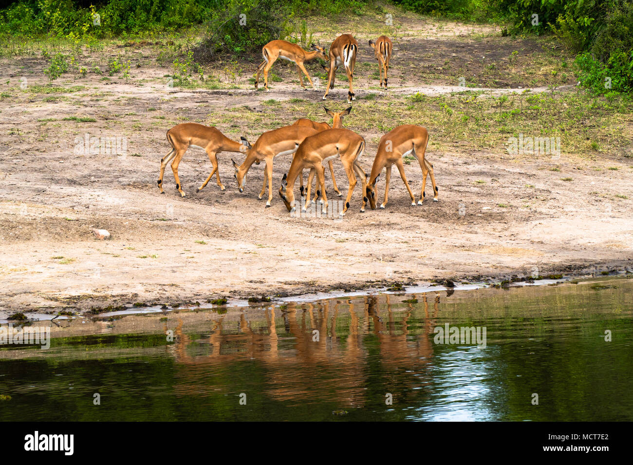 Impala presso il lago Kariba, Zimbabwe Foto Stock