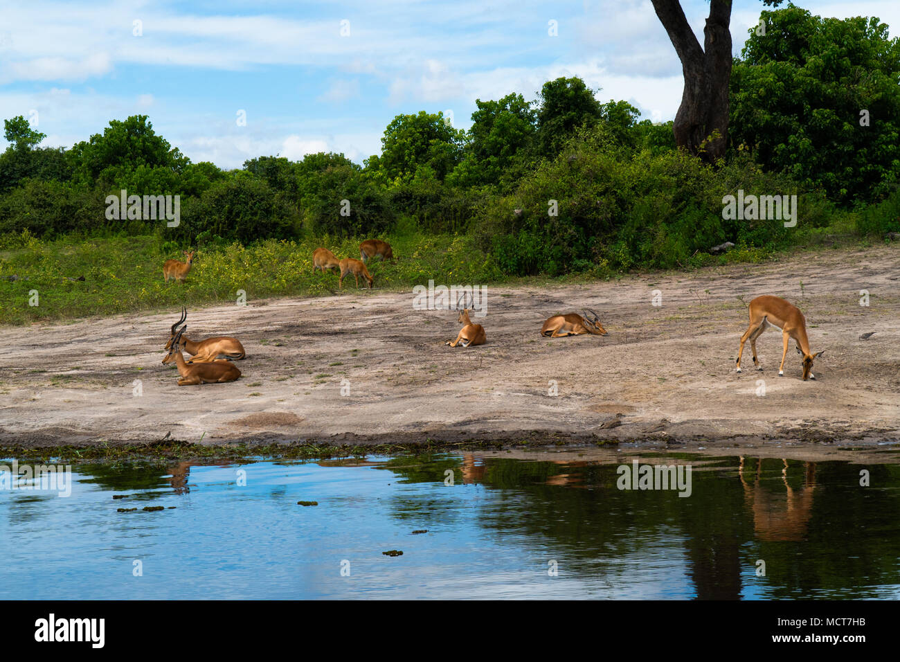 Impala presso il lago Kariba, Zimbabwe Foto Stock