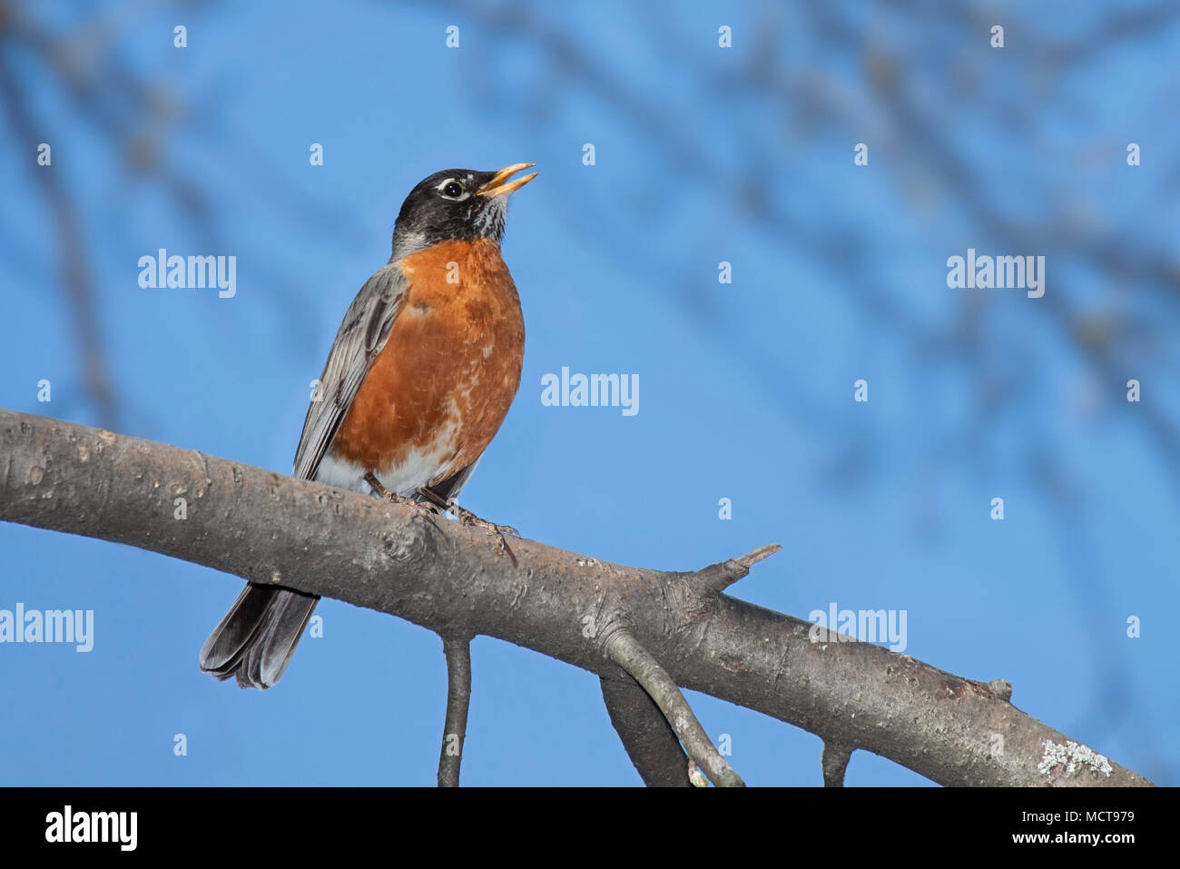Con il suo brillante piumaggio di colore arancione in pieno schermo, un robin canta il suo allegro brano. Un luminoso cielo blu e fuori fuoco alberi frame di questo bellissimo uccello. Foto Stock