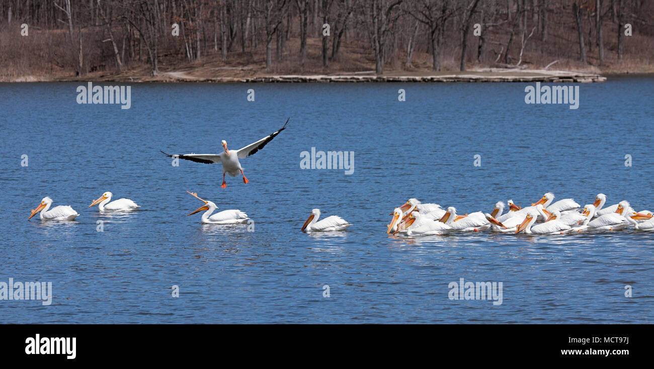 Come è circa il crash di terra in un gregge di nuoto di pelican, un Pellicano volatore tenta di cambiare rotta prima di terre. Uno trampolieri, con il suo becco Foto Stock