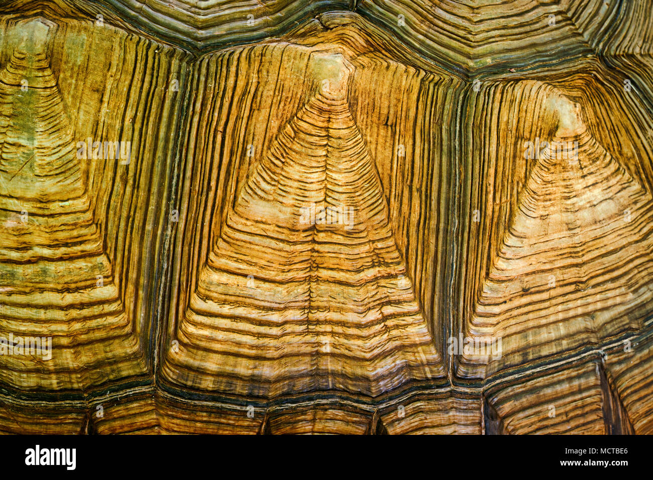 Close up gigante di guscio di tartaruga. Maukauwahu Cove preservare, Kauai, Hawaii Foto Stock