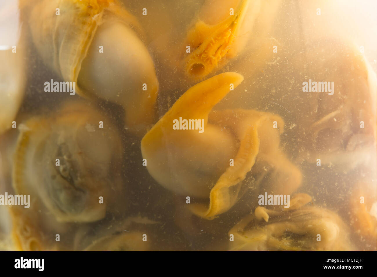 Cardidi, cerastoderma edule, in una giara decapati in aceto comprato da un supermercato in Inghilterra UK GB. Foto Stock