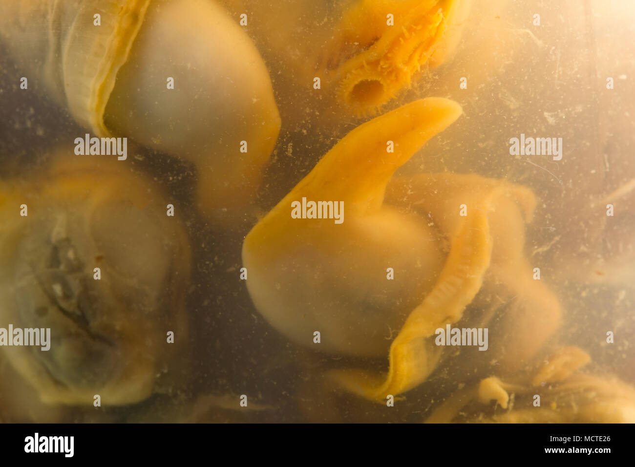 Cardidi, cerastoderma edule, in una giara decapati in aceto comprato da un supermercato nel Regno Unito. Foto Stock