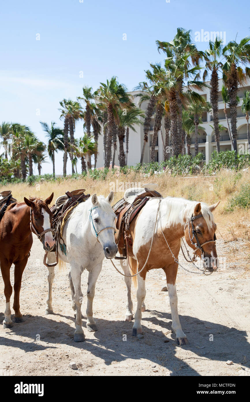 A cavallo sulla spiaggia di Los Cabos, Baja California Sur, Messico Foto Stock