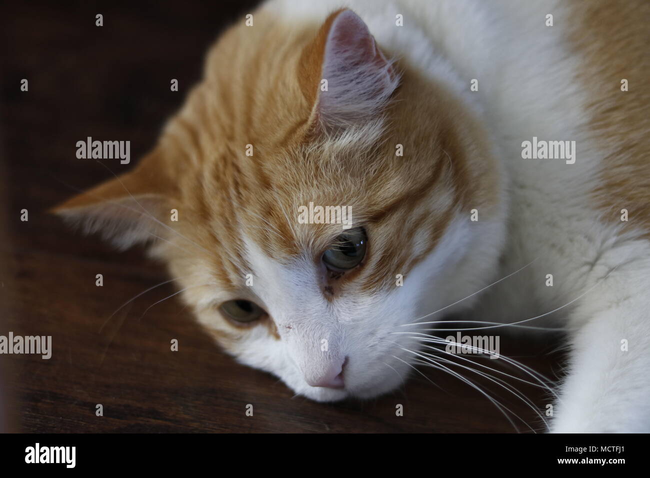 Un gatto fissa sul pavimento, uno sguardo sconsolato. Foto Stock
