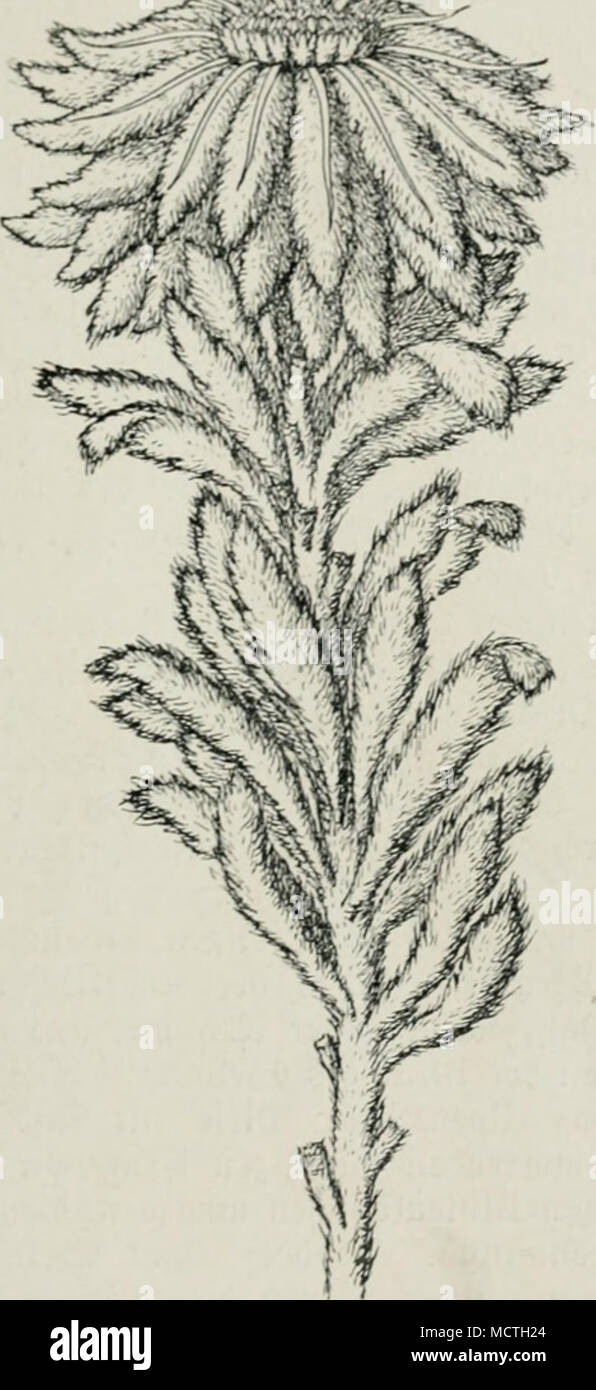 . Itbetanijd|es (Ebeltoeife (Saussurea tridactyla) aus fjimalaqa bem. (ZTad| S d] ho in per.) (gibt es eine unanjefmlidje aipenblume, bic "flaffifd}" roer= ben roirb, rote es bie IKimofe geroorben ift ober ber Sonnentau, burd) b^n tiefen (Einblicf, ben jie nel bas 3nnenleben Pflan ber3en überhaupt tun lä&amp;t. Muore ift Biscutella laevigata, bas Heine Foto Stock