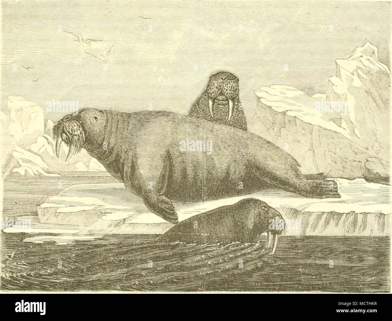 . Würben auch bei ben (Erfolgen tcS Unternehmeng bethcii ligt. Sie Ihre lieferten Srscugniffe auf baä gute ©lue! Ber gifcherci. Äehrten bie Schiffe mit reichet ?abung un Spec! Unb SSarten jurücf, fo erhielten iroH fte ben alto; pclten ^reiS für bie Den ihnen gelieferten SSorräthe unb Jabtifate. giet scommettere pista fchleci)t auS, fo Pctlcten fie freilich auch ihre 3ahlung gan; ober thcilweiS. Sie 5SttEung biefet SBetroanblung beä 9J?oncpclg in einen fteien, reitthfchaftlich begtünbcten @ereetbebc= ttieb roat eine neue SSlüthe beS hcU'iintifchen 2Balfifch= fang*. BaS einfamc Smcetenbutg etfüUte fich tt Foto Stock