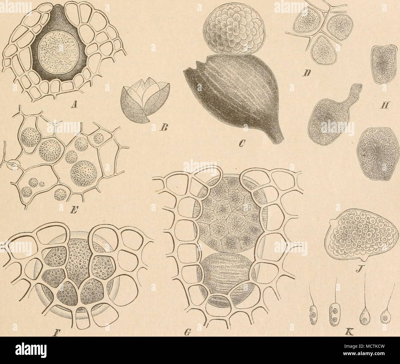 . Fig. 55. A-D Pijcnochytrinm globosum Schrot. Un reife Dauerspore in ihrer natürlichen Lage; B Dauerspore zersprengt; C Schwürmsporangiensorus, der alten Nährzelle anhaftend; ß Schwärmsporangien mit Zwisohenraasse. - E-K P. Succisae de Bary et wor. £ junge Fruchtkörper nach der Einwanderung Schwärmsporen; F ausgebildeter Fruchtkörper a circuizione Nährzelle ; 0 Schwärmsporangiensorus in der Nährzelle; Ä Schwärmsporangien; J Schwärm- sporenbildung; Schwärmsporeu K. (Nach Schröter. AC lOO/l, D-G 200/1, H, J 500/1, ^700/1.) A. Mesochytrium. P. S'wcc/SAE (de Bary etWoronin Schrot). Schwärmsporangien Foto Stock