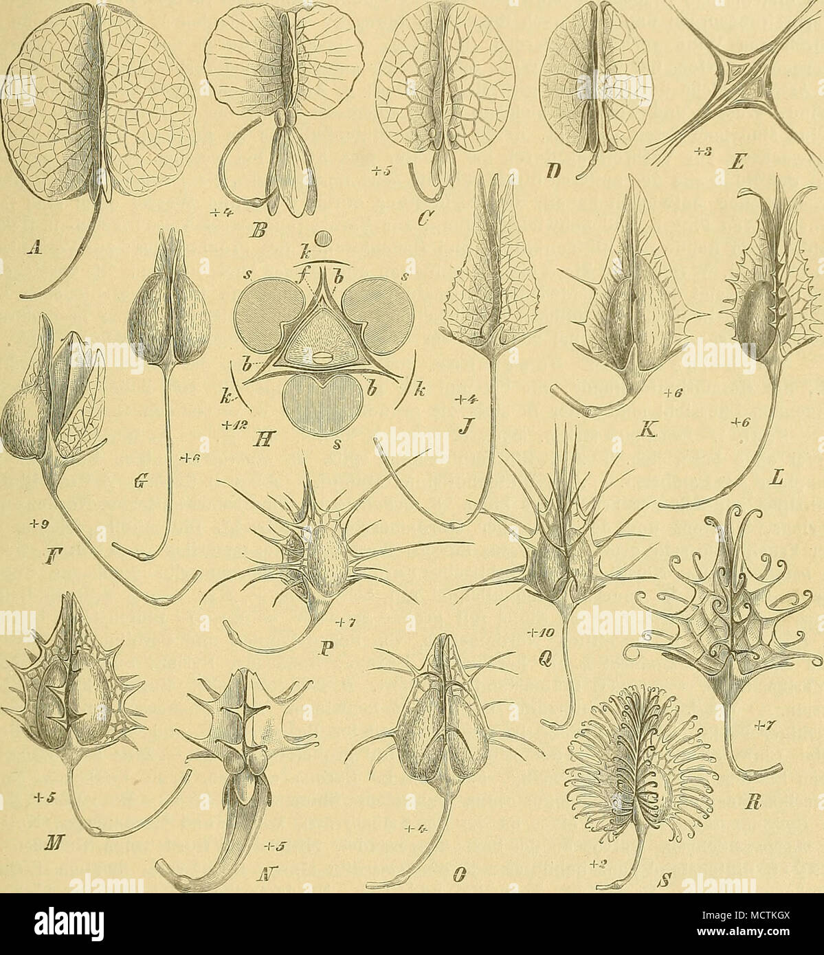 . Fig. 8. Verbreitungsraittel der Bitmex-Fr. Un Rumex venosiis Pursli. - B ß. thyrsoides Desf. - C B. Acetosa L. - D ß. vesicarius L. Ji derselbe, 2 verwaclisene Fr. im Querschnitt, die verschiedene Lage des E. zeigend. - FR. sanguineus L. - 0 R. hrasiliensis Link. B derselbe im Querschnitt; k äußere, ö innere Blüteuhiillteile, 3 Schwielen, /fr. - J R. oMusifolius L. - IC R. caUosissimus Meißn. - LR. pratensis M. et K. - M R. Klotescliia- nus Meißn, - NB. bucephalophorus L. - 0 B. dentatus Campd. - P R. garipensis Meißn. - Q B. iicranicus Fisch. - B R. llroionii Campd. - SB. nepalensis Spreng. Foto Stock