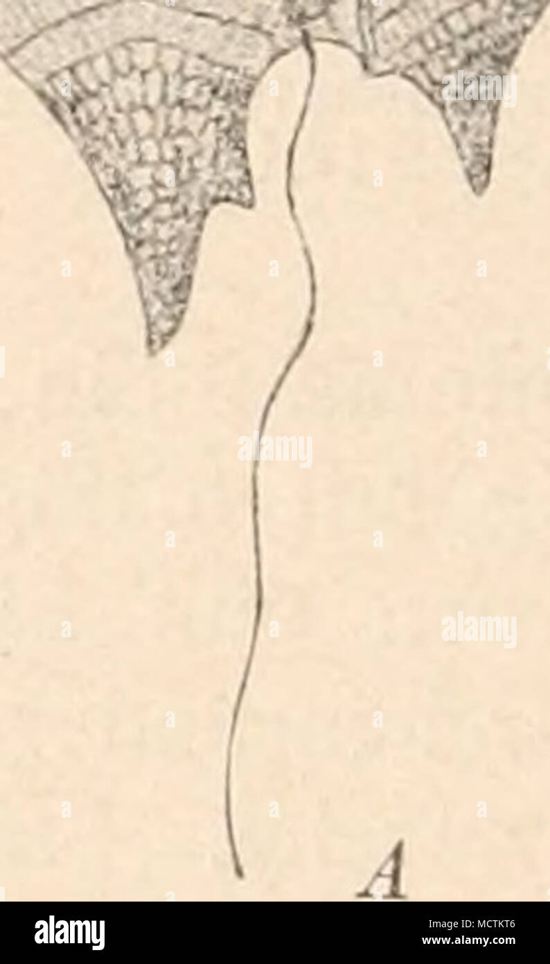 . Fig. 32. Peridinium divergens Ehrenb. .4 venlrale GÃ¼rtelansicht {500/1); b dorsale GÃ¼rtelansicht (500/1); C vordere, D hintere Schalenansicht (Plattenschema). (A, B originale; C, I) nach BÃ¼tschli.) Ã¼bergreifend, nach hinten bis ans Zellende ausgedehnt. Panzerstructur pora¶s bis areo- liert, oft mit breiten Intercalarstreifen. Panzerzusammensetzung: GÃ¼rtel: Die Quer- furchentafeln strueturiert, einen flachen oder rinnenfÃ¶anello rmigen bildend, meist von schmalen, kragenartigen FlÃ¼gelleisten begrenzt, die LÃ¤ngsfurchentafel z. T. strueturiert doch anders als die anderen Plata, meist mit Foto Stock