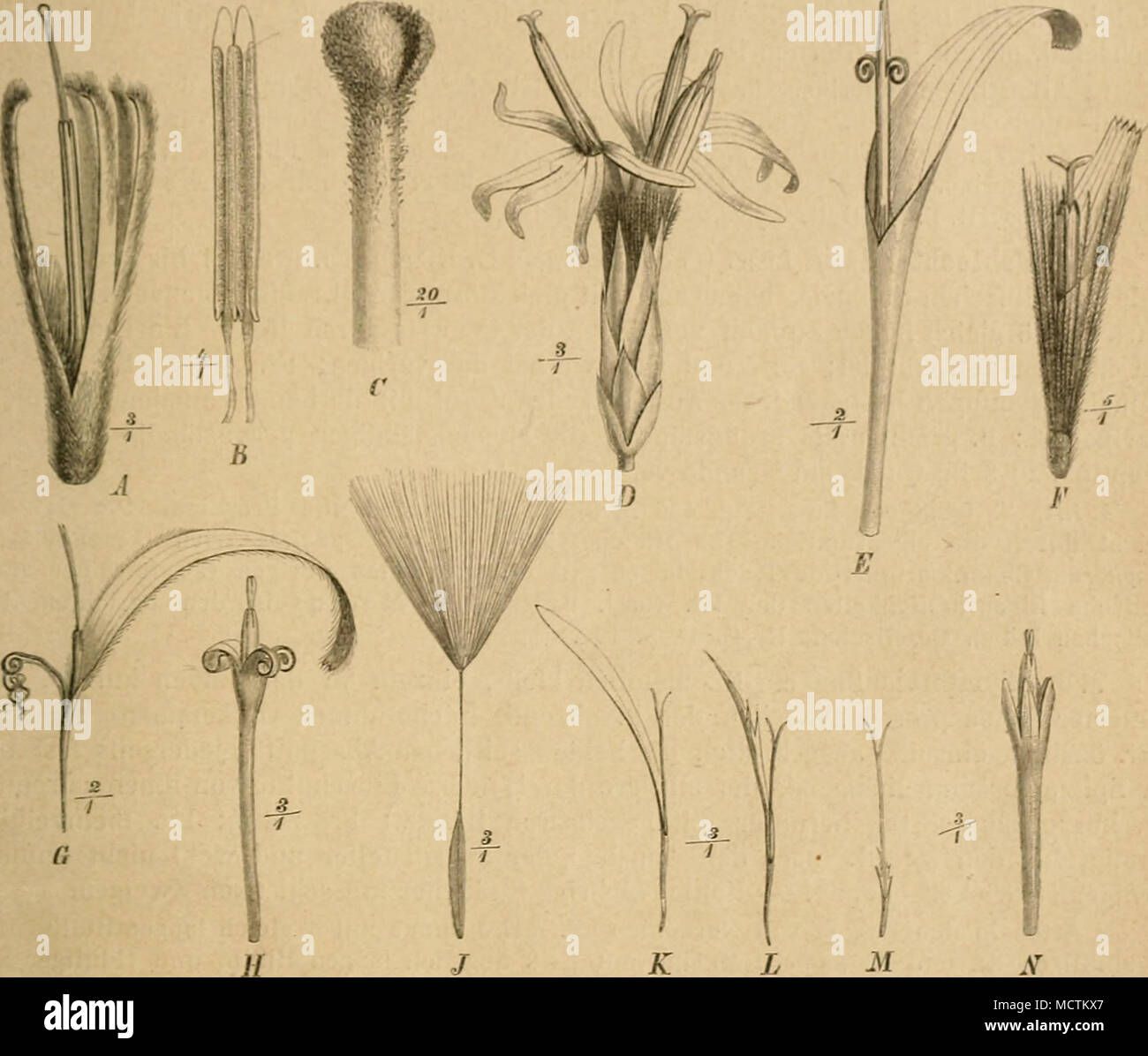 . Fig. 153. Un, B Schlechtendalia luzulifoUa meno. Un Beato ohne Frkn.; B Stb. - C Griffelspitze von nni Ainsliaea- flora Schultz Bip. - D Kf. von A. Wulkeri gancio. fil. - E il beato ohne Frkn. von Binoseris salicifoUa Gris. - F il beato von Cataiiiixis bacchoroidefi Thomson.- G, H Q und g beato von incaiia Trichodine Vass. - J-X Chnptalia nutatia (L.) Hemsl. J Fr.; un'-.V Beato ohne Frkn.: K-L Q il beato von außen nach innen; N ^ Beato {B nach Hooker, Bot. 3Iag.; F nach Thomson; sonst originale.) 10 Pappusborsten federig. * Innere Hiillb. lünger als die Strahlbl.; Pappusborsten 2-Sreihig. Kraut 723. Pachylaena. Interno ** Foto Stock