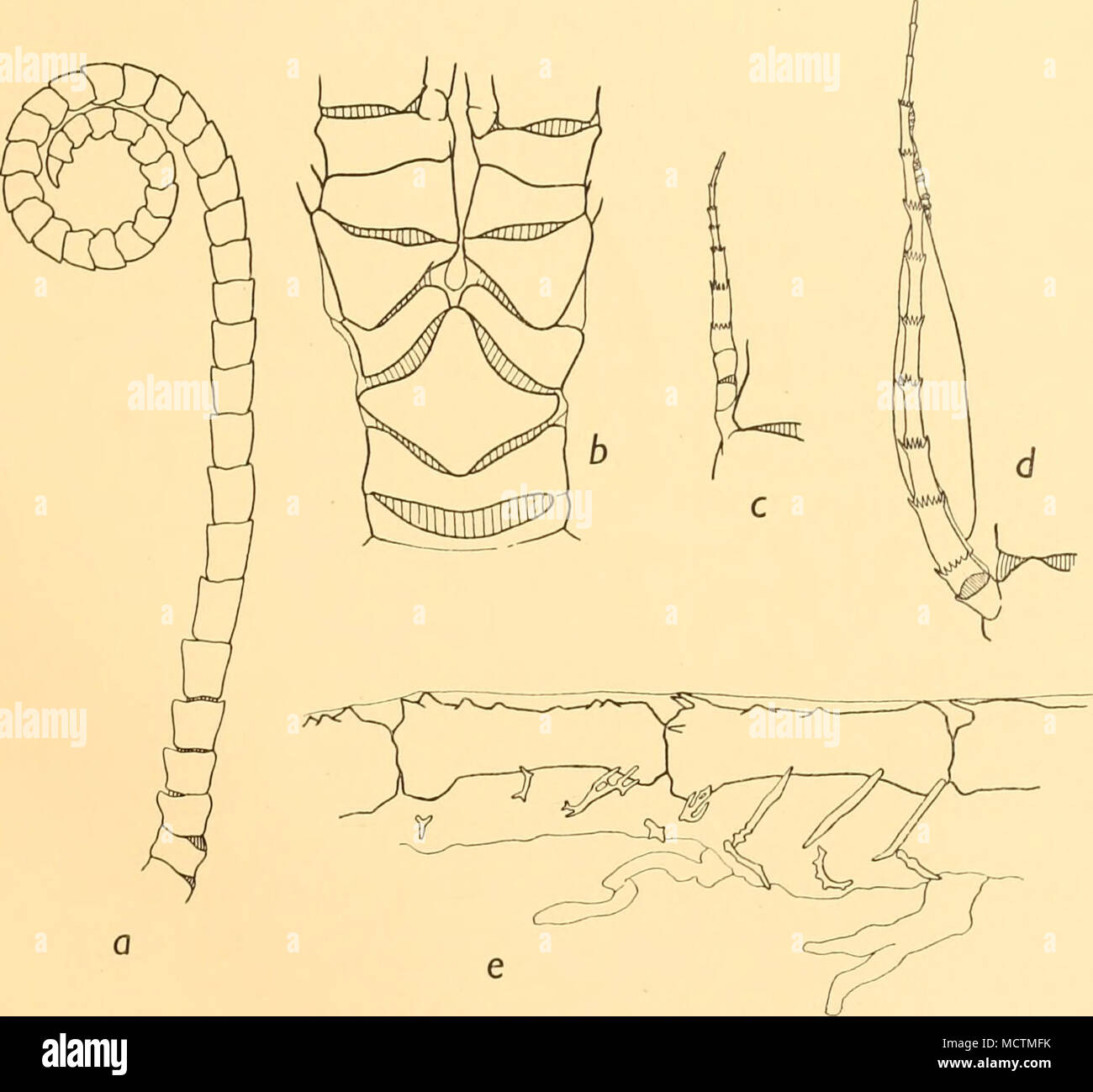 . Fig. 7. Fraseri Eumorphometra. &Lt;/, cirrus. 6, la parte prossimale di una ray. f, Pa. d,^^. e, ambulacral scheletro di pinnule distale, a-d, x 13 ; e, x 66. Cirri XLV, 34-40, disposti in leggermente irregolare strettamente collocata colonne, tre per ciascun raggio, da due a quattro cirri in ciascuna colonna. La periferica cirri sembrano essere leggermente più lungo del più apicale di circa 12 mm. a lungo. La prima, la seconda e la terza segmenti sono circa due volte più ampio come lungo (Fig. 7 a). Il terzo segmento è distalmente più ampia rispetto a prossimalmente, la maggiore larghezza essendo sul lato dorsale ed è cintata, più fortemente sulla faccia dorsale tha Foto Stock