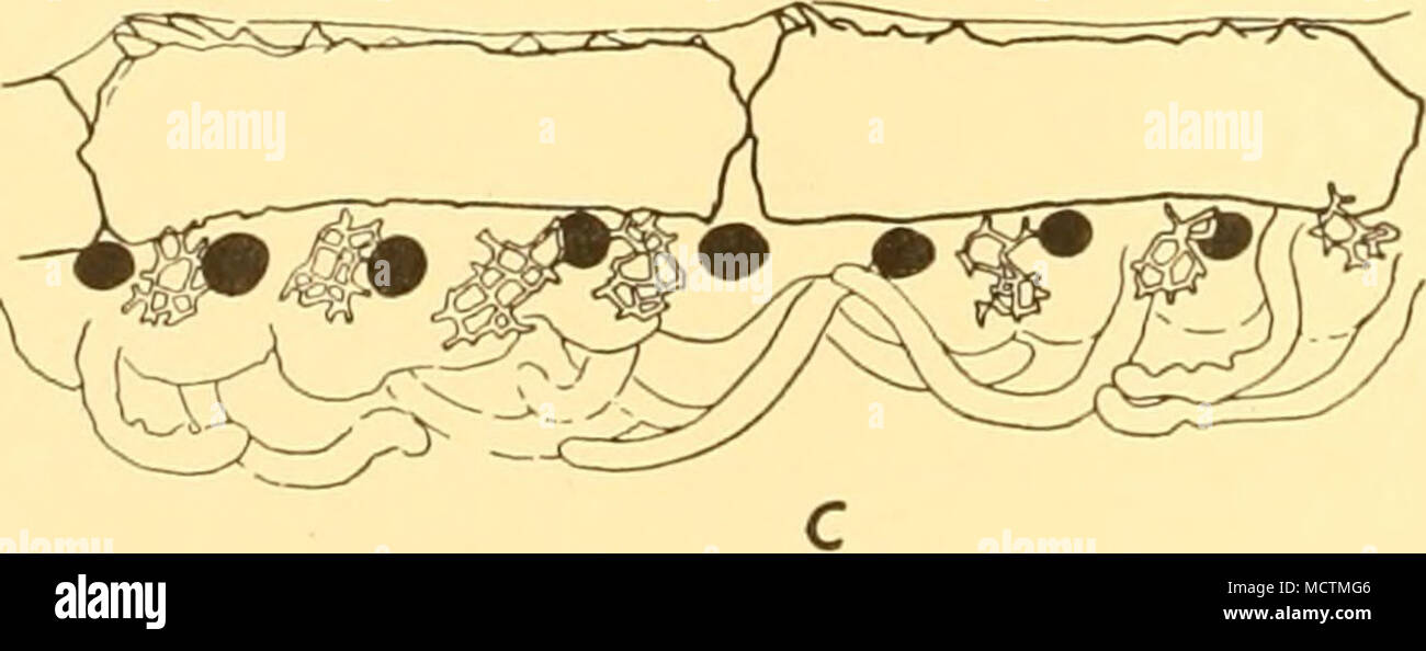 . -^ m^ I Fig. 2. Promachocrimis keiguelemis. a, radials, costals, axillaries e brachials inferiore di esemplari di età diversa; i numeri accanto a figure sono quelli dei segmenti più a lungo di cirrus periferico di ciascun campione; io e 2 x 13; 3 e 4, xy. B, quarto al quindicesimo brachials mostra le superfici dorsali sollevata in patch spinoso, x 11. c, lato più grande-piastre trovati nella parte distale pinnule di esemplari da Isole Sandwich del Sud, X47. Foto Stock