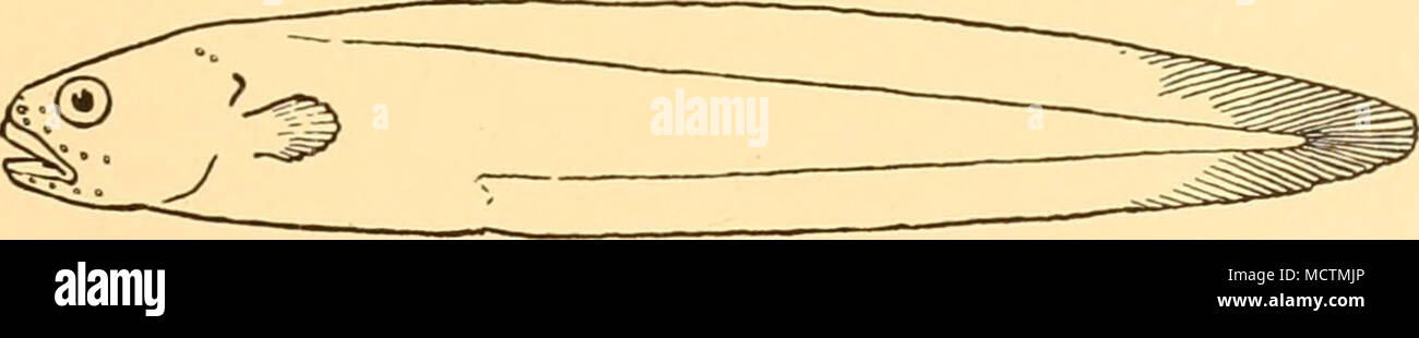 . Fig. 55. Melanostigma gelatinosum. x |. Hab. Stretto di Magellano; a nord-ovest della Georgia del Sud. Il tipo della specie, 140 mm. in lunghezza totale, è stata catturata ad una profondità di circa 45 metri. Questa rappresenta una delle pochissime delle specie che si trovano sia in Antartide e zone sub antartiche. CONGIOPODIDAE Zanclorhynchus spinifer, Giinther. Zanclorhynchus spinifer, Giinther, 1880, Shore pesci. "Challenger", p. 15, pi. viii, fig. Un; Waite, 1916 Austral. Antarct. Exped. Sci. Sost., Ser. C, in (i), pesci, p. 72; Norman, 1937, sost. B.A.N.Z. Antarct. Res. Exped., Ser. B, I, p. 59, fig. 4. Hab. Kerguelen; Foto Stock