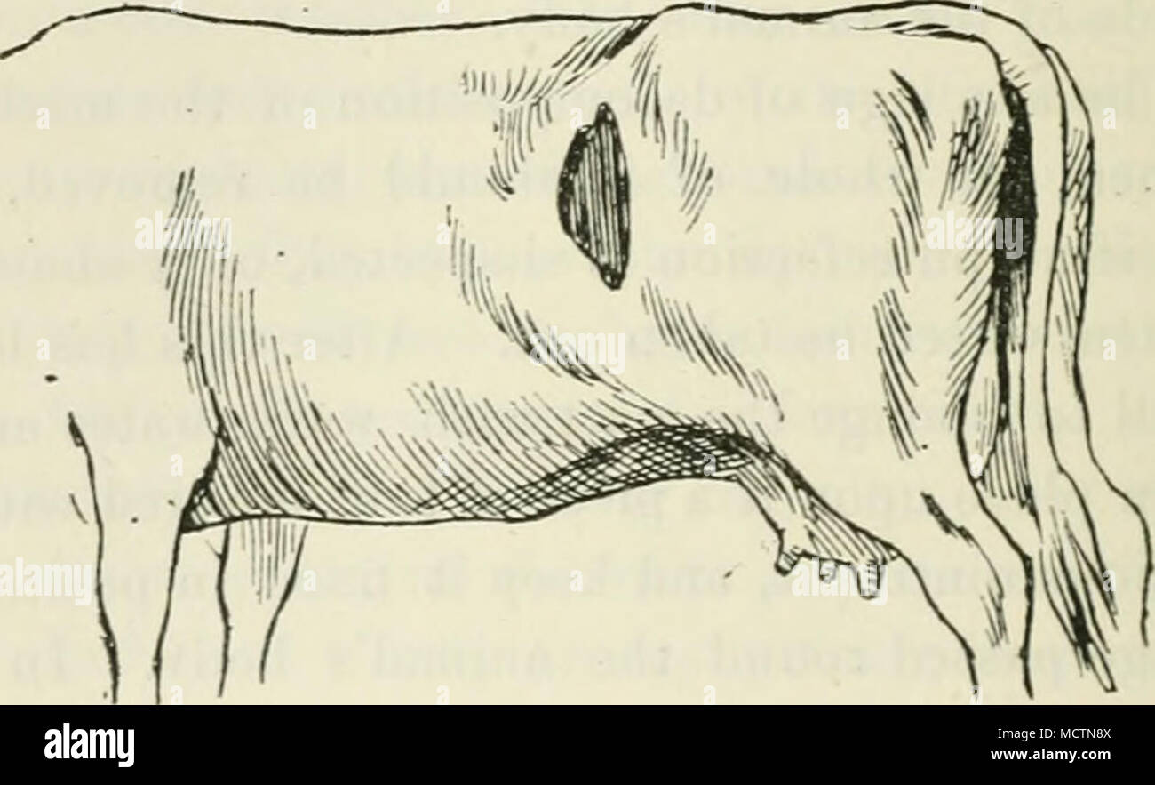 . Fig. (J4. Questa illustrazione mostra una apertura nel rumine per lo scopo di una rimozione meccanica del suo contenuto. per essere tagliati a partire da circa lo stesso spot come quello parlato di come il sito per la foratura del rumine, vale a dire circa una mano la gamma dalla sporgenza dell'anca e una mano la gamma dall'ultima costola. L'incisione viene ad essere portato direttamente verso il basso per circa sei pollici. Quindi lo strato interno e il peritoneo devono essere divisi, il rumine essendo così esposto. Una incisione abbastanza grande da consentire l'ingresso della mano deve essere fatta nel rumine, vicino alla parte superiore del mio Foto Stock