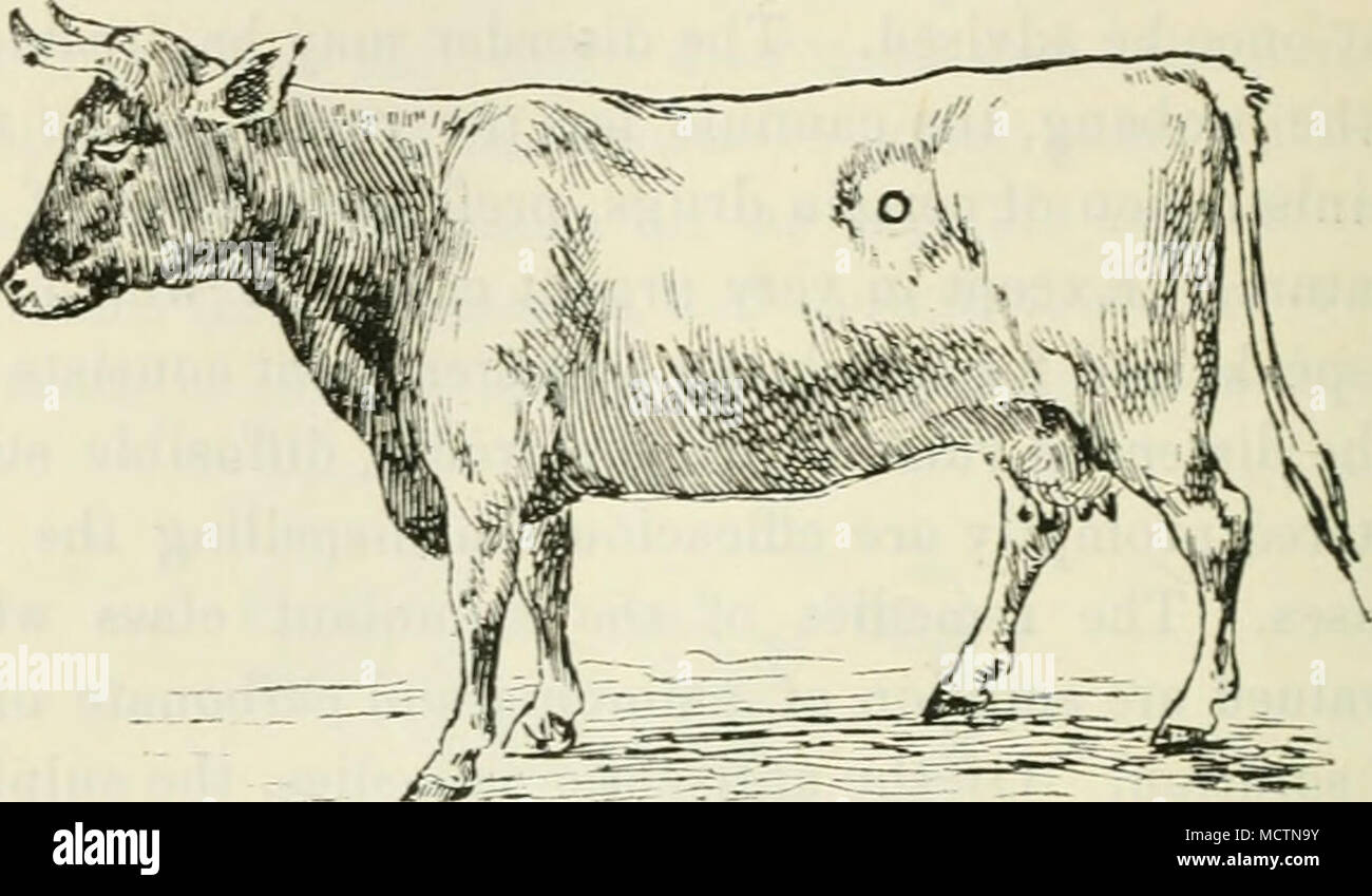 . Fig. 61. La figura sopra mostra una vacca, su cui il punto esatto nel fianco in corrispondenza del quale il rumine devono essere perforati in casi di il tympanites è mostrato in posizione, per consentire di continuo la fuoriuscita di gas. La cannula è legato in questa posizione e la si mantiene tale fino a quando il gas ha cessato di essere prodotta. Se le persone che ne sono affette sono in agnello di pecora, o pecore al di fuori della condizione, circa una mezza pinta di olio di semi di lino può essere somministrata. Se nel corso di due ore o così, nessun rilievo viene così ottenuti si può Fig 02. La figura sopra ri))resenta un trequarti racchiusi nella sua cannula. essere nonché per dare Foto Stock