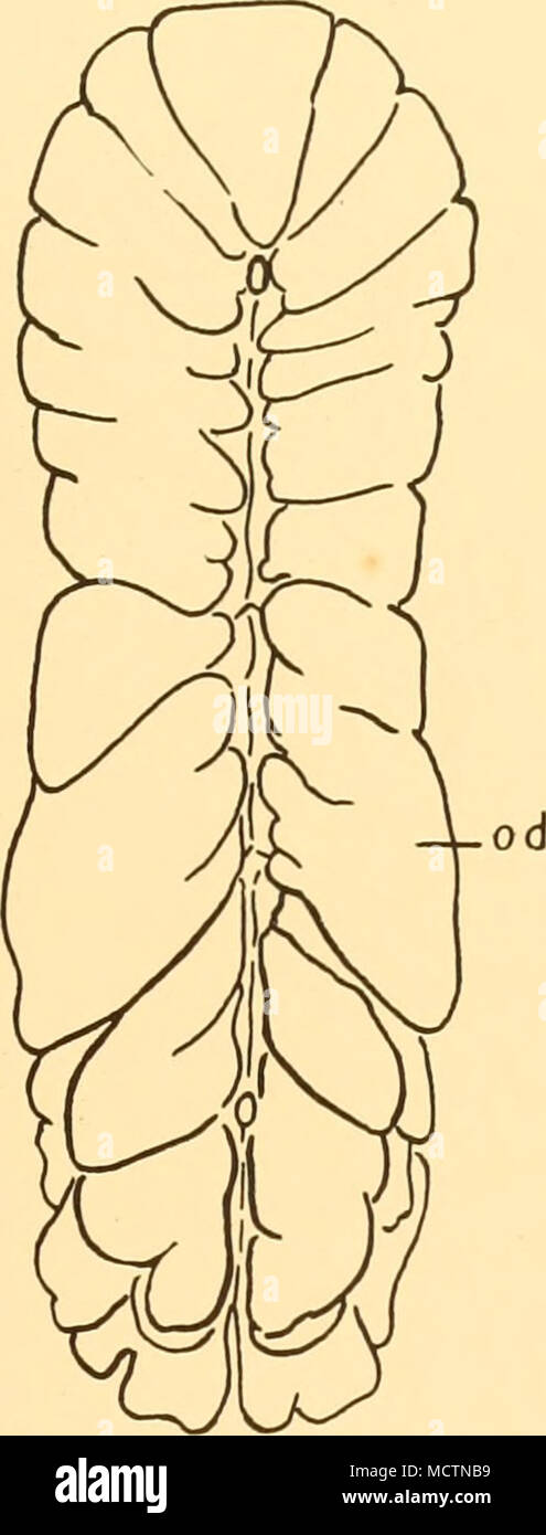 . &Gt;t &gt;Q Fig. 24a. Vista dorsale di ovaio immaturi, x 10. ", Regione addominale; od, origine dell'ovidotto; t, regione toracica. Fig. 246. Vista dorsale di maturi (non gravido ovaio). Il oviducts può chiaramente essere visto in giovani esemplari, come tubi dritti passando ven- trally dall'esterno dell'ovaio, al di sotto della estremità posteriore del cuore in coxopodites della sesta coppia di gambe (Fig. 23), per aprire tra il coxopodites e il sternite del sesto segmento toracico da due grandi pori. L'ovaio è coperto con una sottile tessuto connettivo, per mezzo del quale esso viene sospeso nel torace. Come l e Foto Stock