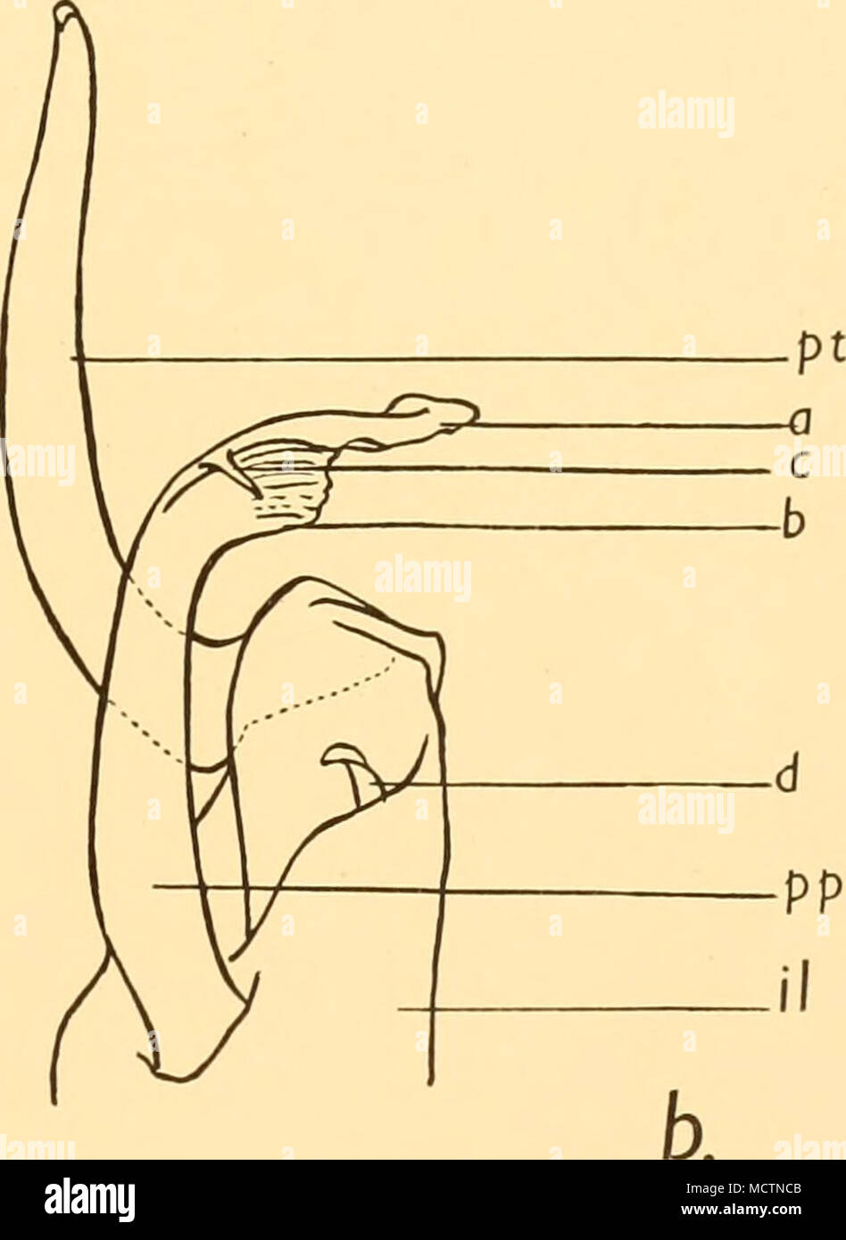 . Fig. I6". Coppia petasma, interna e lobi medio da dietro (riprodotto da John carta). X 30. a, espansione distale; b, soprattutto in espansione; w/, lobo centrale; pa, ulteriore processo; pi, lobo laterale; pp, processo prossimale; pt, processo terminale. Fig. bis. Terminale prossimale e processi dal davanti, x 30. c, colonna vertebrale; d, colonna vertebrale a forma di processo. Nelle mie osservazioni, due ulteriori processi/&GT;" si verificano più frequentemente sul lobo mediano di uno, e ho anche visto di volta in volta la piccola spina dorsale d sul lobo interno. Su p. 207 della sua relazione, Giovanni richiama l' attenzione sul fatto che i processi di Foto Stock