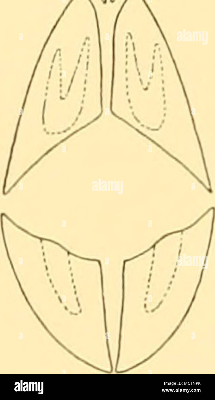 . Fig. 13. Lamine dentale di C. callorhynchus. Un, Femmina, 330 mm.; B, Femmina, 495 mm.; C, Femmina, 500 mm.; D, maschio, 620 mm. x §. campioni (500 e 620 mm.) il tritors hanno la forma descritta da Garman Per C. callorhynchus. Trovo la lunghezza delle pinne pettorali molto variabile e piuttosto inaffidabile come carattere specifico. Non vi è sicuramente alcuna correlazione tra la lunghezza delle alette e la forma delle lamine dentali nei campioni esaminati da me e sembra che le due specie callorhynchus smythii e non può essere mantenuta sulla base di questi caratteri. È probabile che Foto Stock