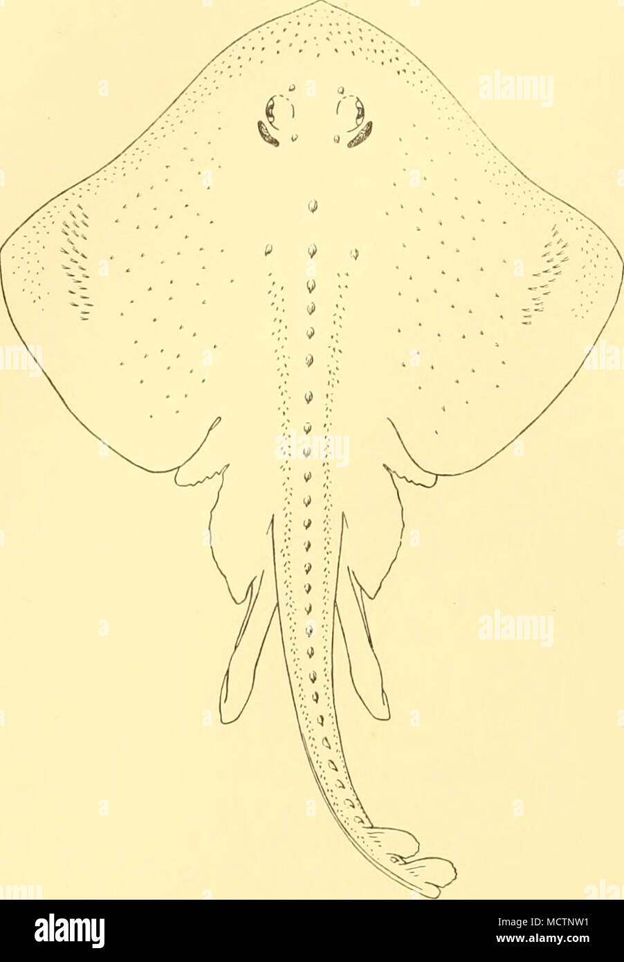 . Fig. 5. Raja macloviana. Holotype. Raja magellanica, Steindachner piastra (IV). ? Rata magellanica, Filippi, 1902, Revist. C/u'L, VI (1), p. 59. Raia magellanica, Steindachner 1903, Zool. Jahrb., Suppl. VI, p. 212; Garman, 1913, Mem. Mus. Comp. Zool., xxxvi, p. 360; Thompson, 1916, Proc. Stati Uniti Nat. Mus., l, p. 421. San WS 72. 5. iii. 27. 510 07' S, 570 34' W. commerciale con reti da traino a divergenti, 79 m.: 1 maschio campione, 190 mm. (Larghezza del disco 135 mm.). San WS 77. 12. iii. 27. 510 01' S, 66° 31' 30" W. commerciale con reti da traino a divergenti, 110-113 m.: 1 maschio campione, 450 mm. (Larghezza del disco 300 mm.), 1 Femmina, 320 m Foto Stock
