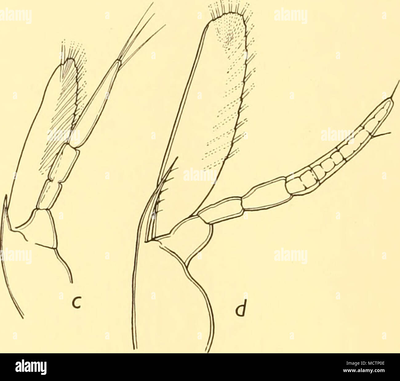 . Fig. 13. Sviluppo dell'antenna (x 46). a, larva con 5 telson spine; c, larva 9-71 mm. lunga con 3 telson spine; b, larva 9-16 mm. lunga con 3 telson spine; d, larva 11-30 mm. lunga con 3 telson spine. Nella dichiarazione del numero di segmenti nella parte interna ramus dell'antenna delle larve da San 374 (Tabella XX) il numero è stato espresso come somma di due, di cui il primo indica peduncular e la seconda flagel- lar segmenti. In Tabella XXIII la frequenza di lunghezza delle larve secondo il numero di spine terminale del telson e lo stato dell'interno ramus del Foto Stock