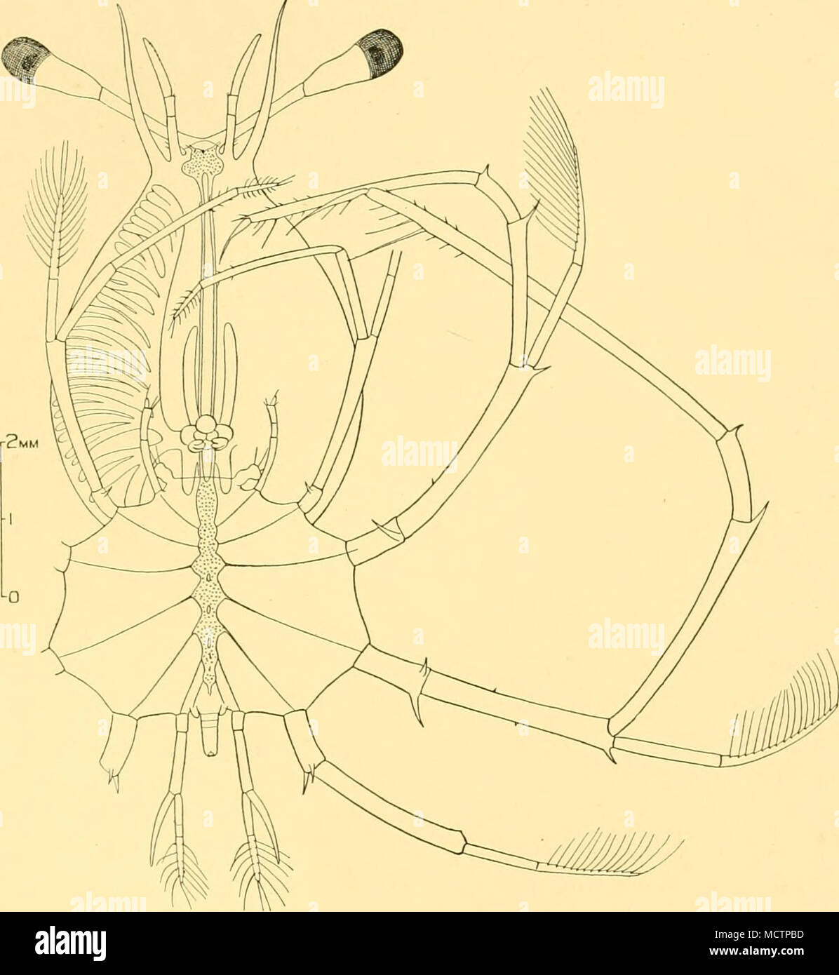 . Fig. 26. PamiUnis D, 8 mm. San 407. sembra che ci sia una distanza di tre stadi sconosciuto tra questa larva di 3-8 mm. e il più giovane della scoperta di esemplari. La nostra conoscenza dello sviluppo di moduli europei non è così saldamente fondata che abbiamo il diritto di assumere un andamento simile in altri generi e specie, e vista la grande distribuzione e grande dimensione raggiunta da alcuni di loro ci può anche essere un più lungo periodo di vita larvale e un numero maggiore di stadi. Di conseguenza ho, ai fini di questa relazione, ha accettato un accordo provvisorio in tredici fasi, 6-2 Foto Stock