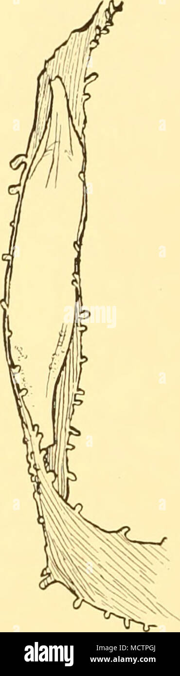 . Fig. 53. Tetrastemma validum, Burger. Mem- branous sacca, aperto in corrispondenza di entrambe le estremità attaccata ad un frond di alga rossa. guaina trasparente è stato trovato allegata. La lunghezza era di 28 mm., larghezza 5-0 mm. Il sacchetto è stato aperto in corrispondenza di entrambe le estremità e uno dall'animale strisciato mentre sotto osservazione (Fig. 53)- In diversi caratteri questa specie è simile a Amphiporus michaelseni, Burger, come de- scritto da Joubin (1908), ma i quattro occhi e la struttura interna mostrano che le sue affinità sono con Tetrastemma. Tetrastemma weddelli, n.sp. (Figg. 54, 55). Un campione (n. 70) è stato raccolto a San 160 tra il Sud Ge Foto Stock