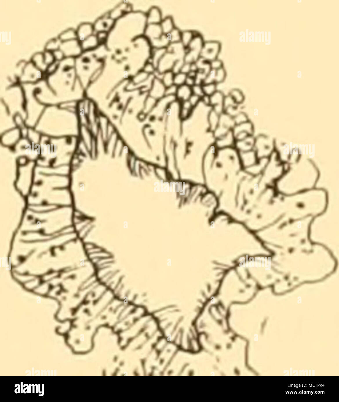 . Un â ** o B Foto Stock