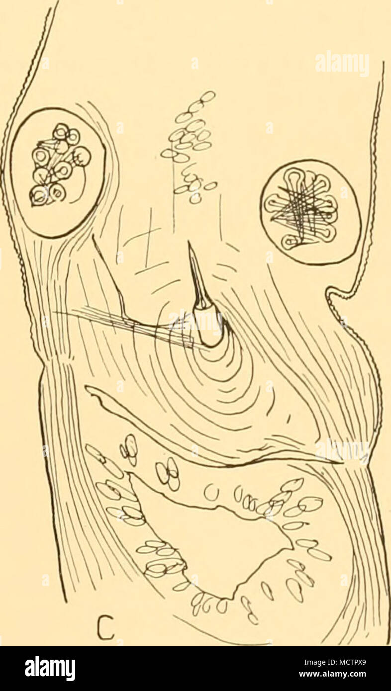 . Un Fig. 11. Emplectonema ophiocephala (Schmarda). Un, schizzo della testa cancellata in olio di cedro; B, capo cancellata in olio di cedro, dorso-vista laterale per mostrare la eyespots; C, armatura, cancellata in olio di cedro. Il rhynchocoel non si estendono oltre il terzo anteriore del corpo. La pro- boscis è breve e sottile. Entrambi rhynchocoel e proboscide sono fortemente limitati dall'strettamente gangli contrapposti. L'armatura sembra variare. Accessorio di due serbatoi di mandrino sono sempre presente, ma il numero di mandrini differisce. In due worm di quasi le stesse dimensioni assunte nello stesso momento, l'accessorio mandrini numerato su Foto Stock