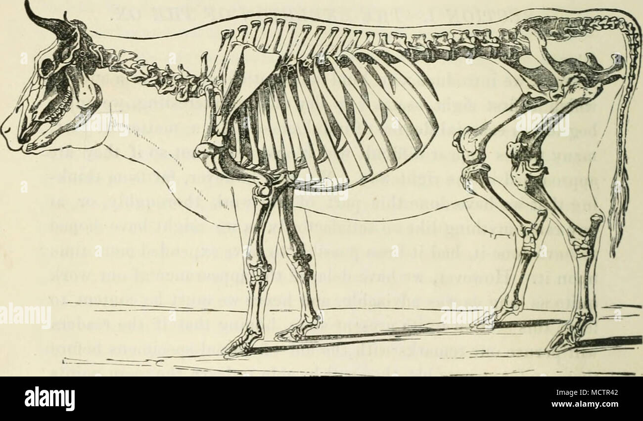 . Fig. 1.-scheletro della mucca. i signori cardinali per l'inserimento dei muscoli. I corpi di vertebre cervicali del bue sono, infatti, più corti sono quelli del cavallo. Le spine neurali sono grandi. L'Atlas, o prima vertebra cervicale, è molto grande ma è minore è quella del cavallo. La sua alee sono più orizzontale e che sono rivolti verso l'alto leggermente alle frontiere esterne. Il forame vertebrale è grande e vi è uo posteriore laterale. Il condyloid articula- zioni sono larghi. I processi trasversali di atlas sono meno inclinati nel caso del cavallo. La sezione posteriore fac Foto Stock