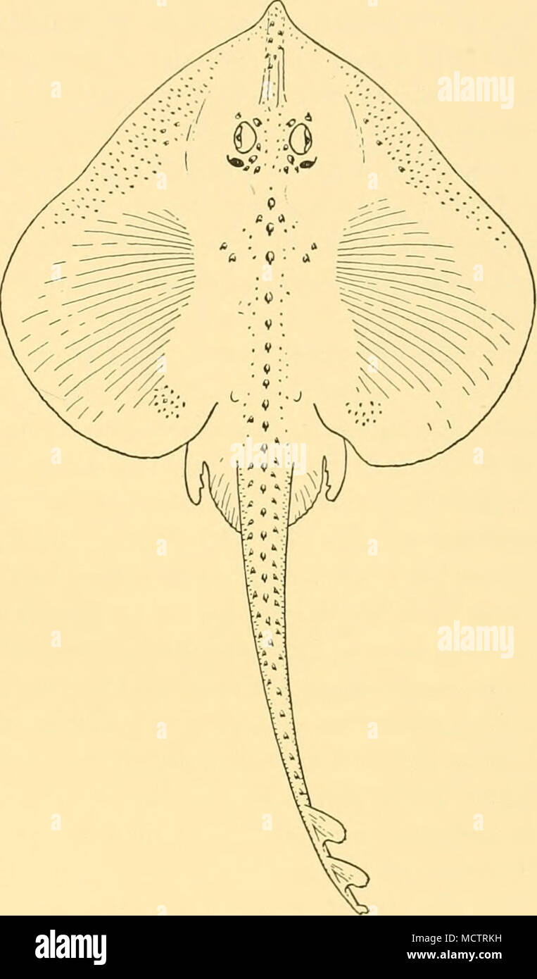 . Fig. 14. Raja barnardi. Holotype. X; descritto da un unico campione maschio, 375 mm. in lunghezza totale (210 mm. attraverso il disco), da 34° S, 17° 58' E, ad una profondità di 210-173 m.; ottenuti mediante la scoperta- Expedition. Raja caudaspinosa, von Bonde e Swart. ? Raia albaliuea, von Bonde e Swart, 1923 t.c, p. 6, pi. xx, fig. i. Raia caudaspinosa, von Bonde e Swart, 1923 t.c, p. 8, pi. XXI, fig. i; Barnard, 1925, t.c, p. 66. Disco piuttosto più ampio rispetto a lungo e la sua larghezza è di circa f della lunghezza totale; margini anteriore un po' ondulata; gli angoli esterni obtusely appuntito. Aeratore molto più vicino alla punta del muso 6-2 Foto Stock