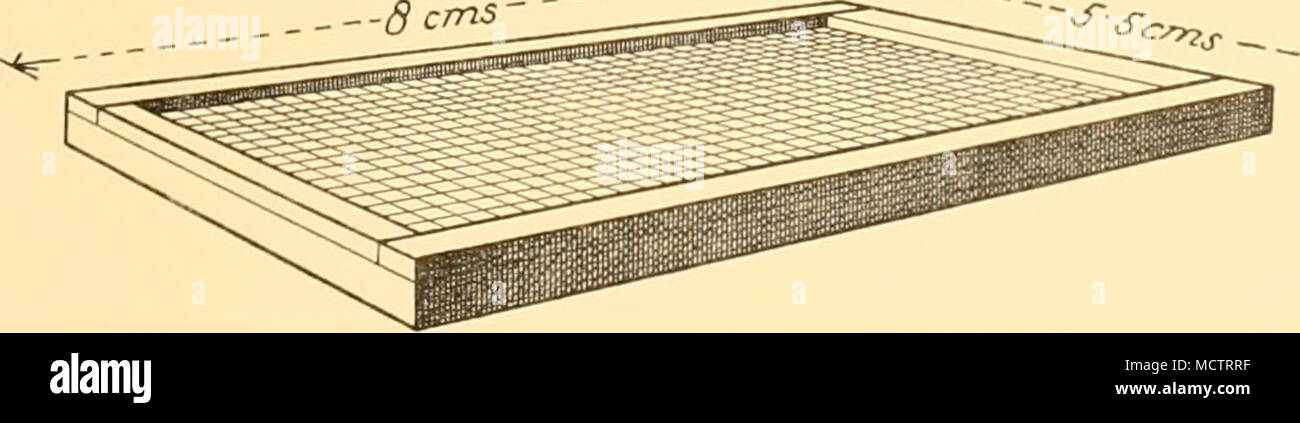 . Fig. 15. Diapositiva di conteggio utilizzati nell'analisi di campioni di fitoplancton. ora spostata sotto il microscopio per mezzo del Murray long-range fase meccanica,1 in modo tale che una riga di quadrati dopo un altro può essere esaminato fino a che tutta la zona è 1 fatte dagli onorevoli Watson e figli, Holborn. Foto Stock