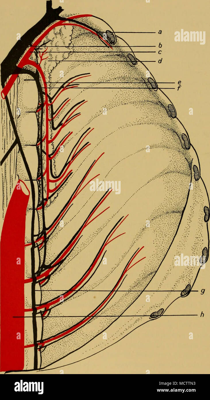 . Fig. 6. La disposizione delle arterie intercostali e vene. a, arteria mammaria interna e le vene e, posteriore sinistra arteria toracica b, sinistra vena brachiocephalic /, sinistra toracica posteriore c di vena, arteria succlavia sinistra g, sinistra vena azygos d, rete mirabile h, aorta dorsale Foto Stock