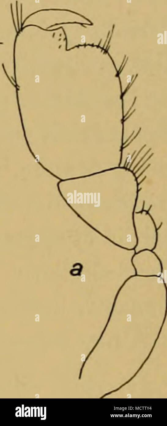 . Genere Megamphopus, Norm. Stebbing, 1906, p. 621. Chevreux e Fage, 1925, p. 318. Schellenberg, 1925, p. 182. È un po' difficile definire esattamente le differenze tra Eurystheus e di questo genere. La colonna vertebrale epistomial è caratteristica di molte specie di Enrystheus, anche se apparentemente non così fortemente sviluppata nella specie tipo, maculatus, come in altre specie. Non è sviluppato a tutti in Megamphopus. L'accessorio fiagellum di antenna 1 in Eurystheus è di solito multiarticulate (da quattro a dieci articolazioni), ma in palmatus è ridotto a due a tre giunti, e forma una transizione a Megamphop Foto Stock