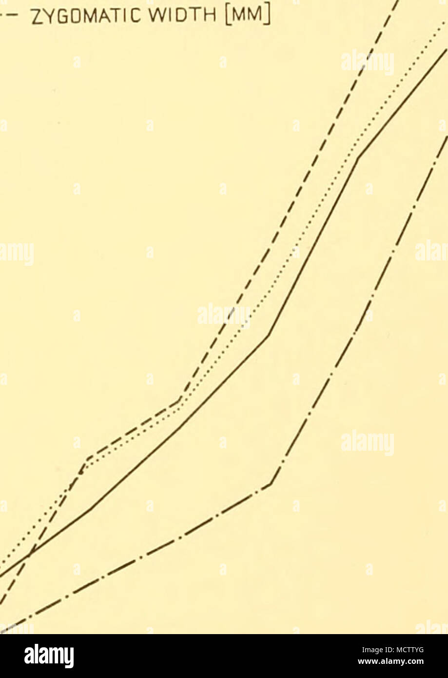 . Il cranio del terzo anno è di 239 mm. lunga, 157 per cento del corpo lunghezza; zigomatico 129-1 larghezza mm., 54 per cento della lunghezza del cranio; e hamulo-premaxillar 156-4 lunghezza mm., o 65-4 per cento della lunghezza del cranio. Questo stadio ha una più massiccia del cranio e il profilo del cranio sta cominciando a essere appiattita. Il primo segno di una cresta appare al bordo posteriore della linea temporale che è più fortemente segnato e ancora più vicino al vertice rispetto all'Ist stadio precedente; il sovra-occi- 350- pital inizia a fondersi con le ossa parietali. I canini sono ora il più lungo dei denti (Pl Foto Stock
