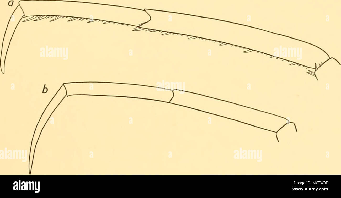 . Fig. 8. Segmenti terminali della terza gamba di: a. Colosseiidets glacialis, Hodgson, paratype. b. C. drakei, Caimano, holotype (entrambi x 11). Meastirements {mm.) la lunghezza della Proboscide diametro massimo dell'elemento a proboscide (a apex) lunghezza del tronco ... Larghezza tra i processi laterali lunghezza di addome terza gamba destra; Coxa femore ... Primo tibia seconda tibia Tarso ... Artiglio Propodus commento. Questi campioni sono la maggior parte quasi correlati a C glacialis, Hodgson, ma differiscono da quella specie per quanto riguarda i seguenti aspetti: (i) sono di più snello costruire senza spinules sul corpo e gambe caratteristica del C. glaciali Foto Stock