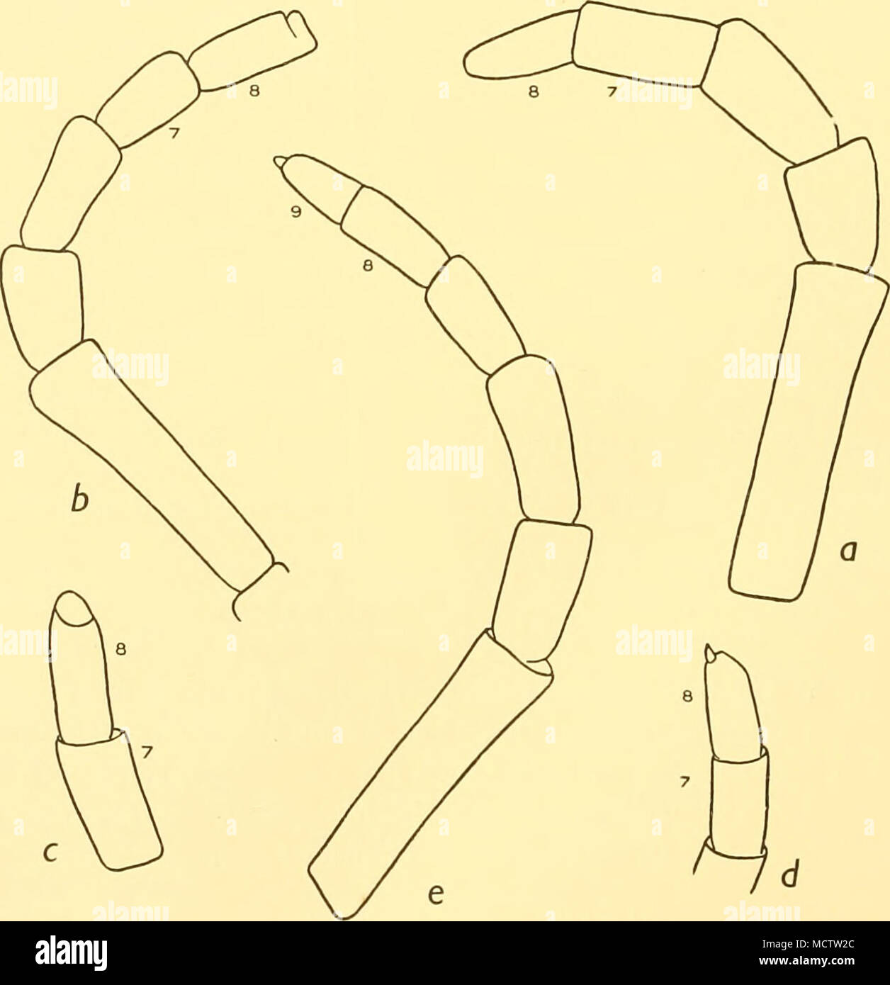 . Fig. Ho un-e. Decolopoda Antartide, Bouvier. Per illustrare la variazione del numero totale di segmenti della palp: x 8. Commento. Bouvier (1913, p. 50; 1906, pagg. 27-9) ha enumerato le differenze tra D. australis e il holotype di D. Antartide, ma ora che più esemplari di Foto Stock